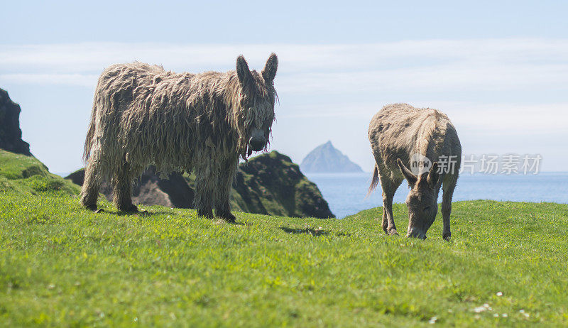 沿着狂野大西洋的方式，丁格尔半岛，布拉斯特群岛，Co. Kerry，爱尔兰。